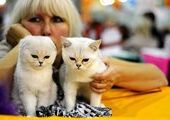 В Москве состоялась крупнейшая кошачья выставка "Экспокот"