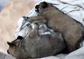 В борьбе с отравителями собак во Владивостоке в интернет выкладывают видео мучений животных