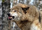 Подростки в Приморье нос к носу встретились на дороге с волками