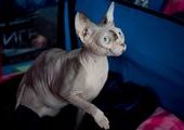 Редкие породы кошачьих и ухоженных беспородных показали на выставке во Владивостоке