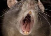 В Британии происходит восстание крыс-мутантов