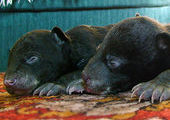 В Приморский Сафари-парк подбросили двух слепых медвежат
