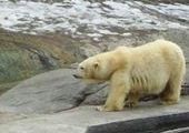 Животные в московском зоопарке не могут впасть в спячку