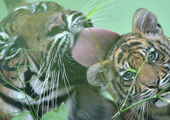 Президент РФ поручил принять стратегию сохранения тигров и леопардов