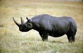 На планете Земля черных носорогов больше не существует