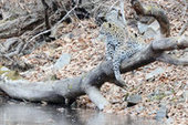 Трех котят дальневосточного леопарда обнаружили в заповеднике Приморья