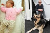 Немецкая овчарка спасла новорожденную