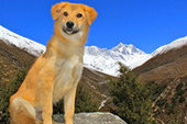 Найденный на свалке пес побывал на Эвересте