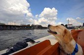 Гамбург - рай для собак