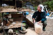 Ради животных японец остался в зоне отчуждения Фукусимы