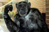 Защитники животных попросили признать 26-летнего шимпанзе личностью