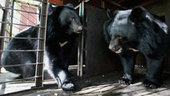 Минприроды будет разбираться с гибелью гималайских медведей в Приморье