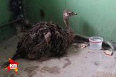 Девушка из Екатеринбурга спасла страусенка от смерти на улице