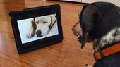 Собаки способны узнавать лица на фотографиях