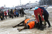 Во время новогоднего представления в Иванове умерла лошадь