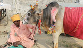 В Индии поклоняются пятиногому быку