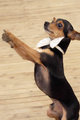 Приморские собаки танцуют вальс