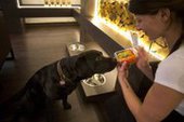 В Берлине открылся первый ресторан для собак и кошек