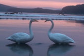 В Приморье на зимовку осталась лебединая пара