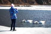 В Приморье на зимовку осталась лебединая пара