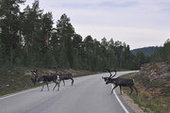 В Норвегии оленям выдают... спецодежду