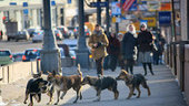 Защитники животных предупреждают о массовой травле собак в Приморье