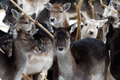 В Лапландии поезд сбил 48 северных оленей